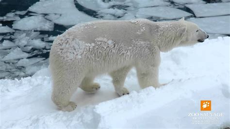 Jeux Ours Blancs Et Heureux Dans La Neige Polar Bears Play And Happy In