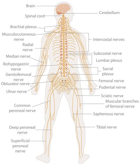 The pns consists of all of the nerves that lie outside the brain and spinal cord. Nervous system - Wikipedia | Peripheral nervous system ...
