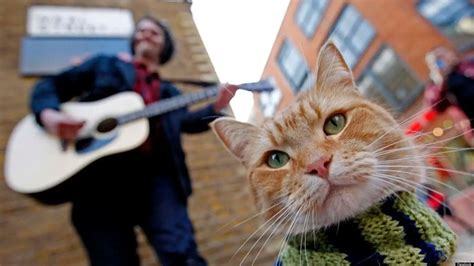 From Street To Screen Bob The Cat Life With Cats