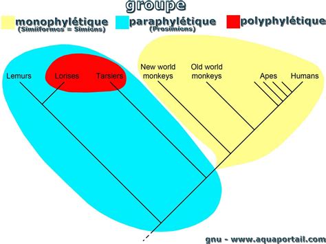 Groupe Monophylétique Définition Et Explications