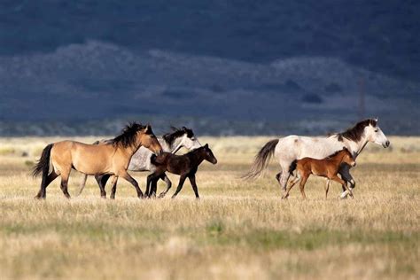National Wild Horse Burro Board To Meet March 27 28 The Horse