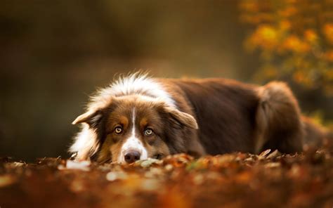 Australian Shepherd Hd Wallpapers High Quality Hd Wallpapers Nature