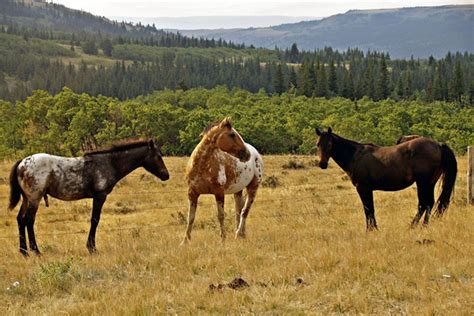 Things To Do Near River Meadow Ranch In Whitefish Montana