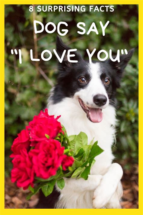8 Surprising Facts Dogs Say“i Love You In 2021 Dogs Cute Dogs Dog