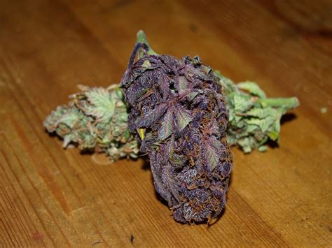 Purple Weed How To Grow More Colorful Bud Cannabis News Uk420