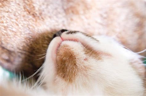 Cat Acne What Are The Causes And Best Treatments