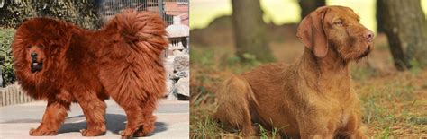 Hungarian Wirehaired Vizsla Vs Himalayan Mastiff Breed Comparison