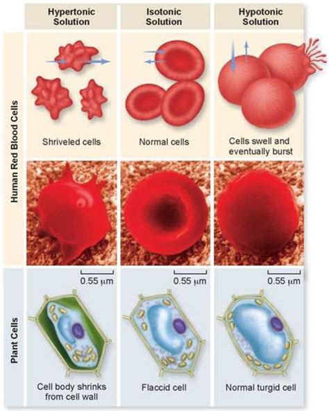 Carrot sticks that are left in a dish of freshwater for several hours become stiff and hard. Osmotic - Cells - The Living Cell - THE LIVING WORLD