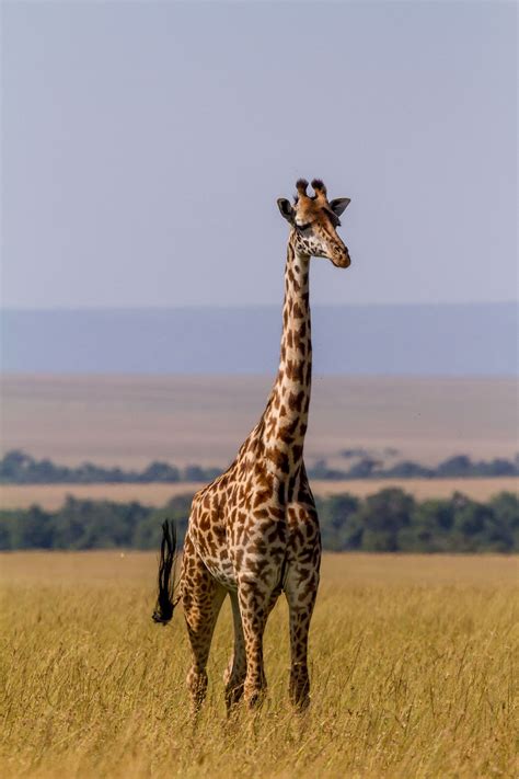 Giraffe Masai Mara Giraffe African Giraffe African Wildlife
