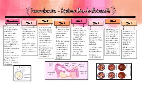 Mapa Conceptual Fecundacion Y Desarrollo Embrionario Apuntes De Vrogue