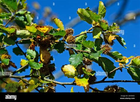 Beech Tree With Beechnuts Stock Photo Alamy