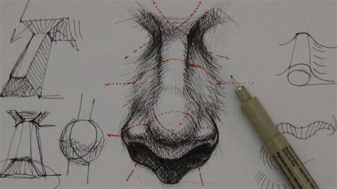 Pen And Ink Drawing Tutorials How To Draw A Realistic Nose