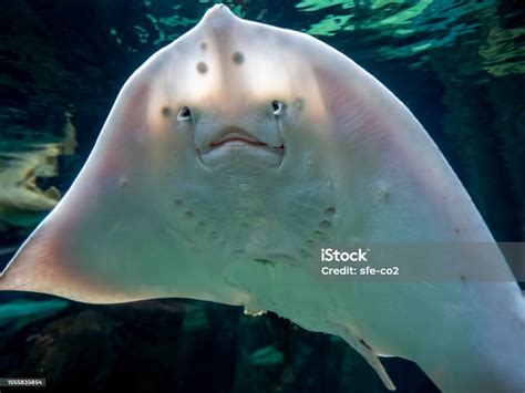 Stingray Showing Underside Detail Patterns And Mouth Part Stock Photo