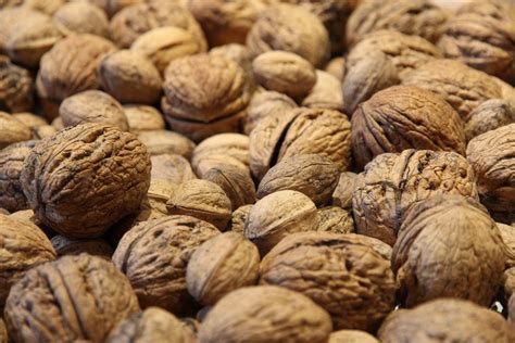 Free Images Food Produce Nut Close Walnut Hazelnut Walnuts