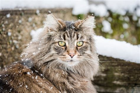 Norwegian Forest Cats Advice For New Owners My Pet And I