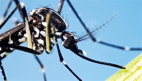 Houston Mosquito Species Peepsburghcom