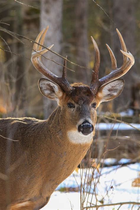 Whitetail Deer Buck Profile In Winter Sporting Large Antlers Stock