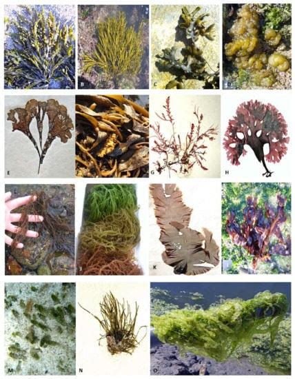 Marine Drugs Free Full Text Environmental Impact On Seaweed