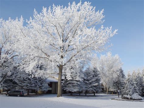 A Frosty Scene Scene Frosty Wonder