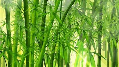 Bamboo Leaves Wallpapers