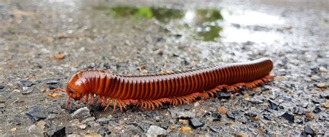 What degrees is it outside. Millipedes | A Guide To Millipede Identification ...