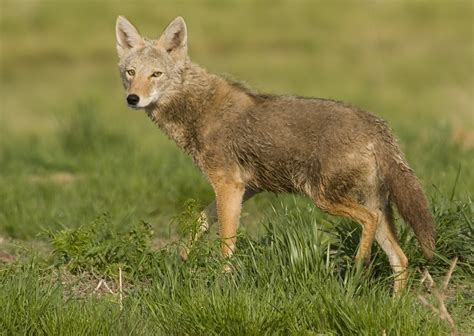 Coyote Canis Latrans Image Only