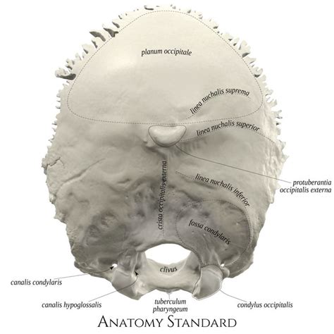Occipital Bone Posterior View Skull Anatomy Occipital Medical Anatomy