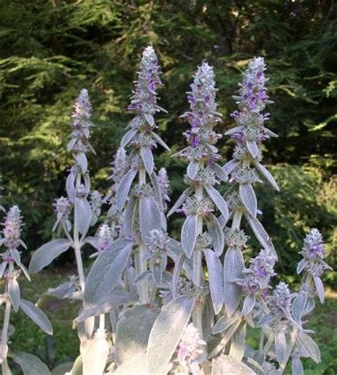 Shop rare air palnts for sale, fresh air plant bulk pack, and cheap air plant clerance sale here. White Fuzzy Leaves and Purple Flowers