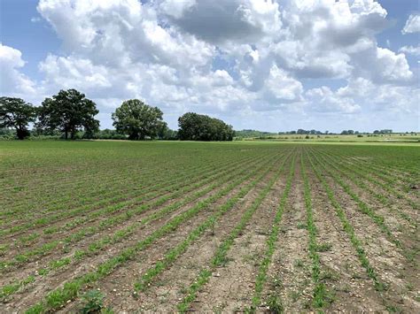 Productive Row Crop Land In The Heart Of Alabamas Black