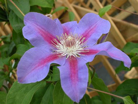 We did not find results for: Clematis hybrids group ... www.clematis.be...