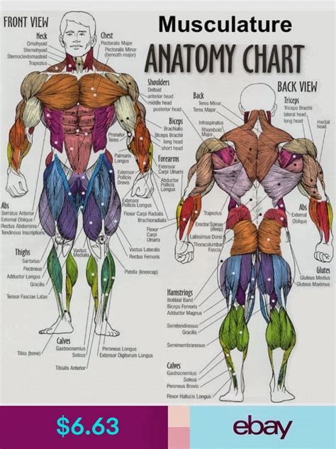 Printable Muscle Anatomy Chart Muscle Anatomy Chart Luxury Muscle
