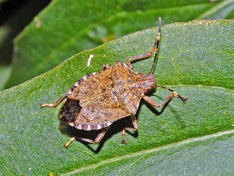 Insecte Punaise Dans Maison Ventana Blog