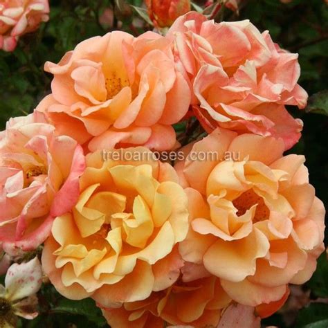 Merry Maker Treloar Roses Rose Australian Garden Floribunda Roses
