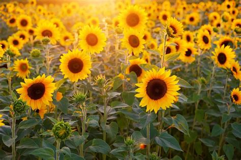 70 Interesting Sunflower Facts To Brighten Up Your Day