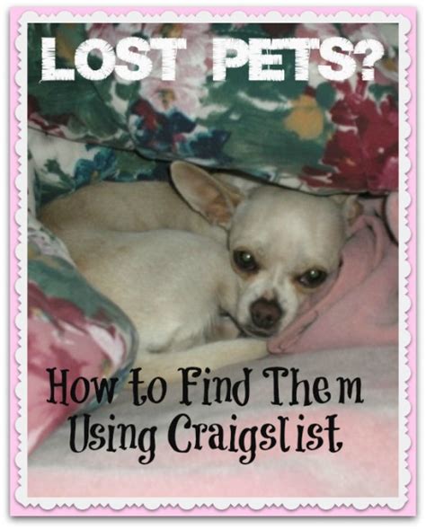 Imagine you've lost your dog or cat. How to Find Lost Pets - Using Craigslist to Find Your Dog ...