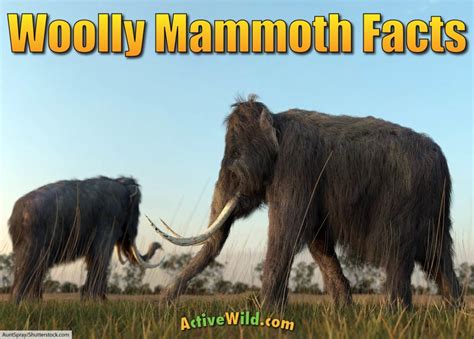 Woolly Mammoth Facts For Kids And Adults Meet A Famous Ice Age Animal