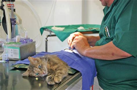 Cat Neutering Preparation For The Procedure And Postoperative Care