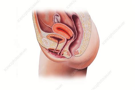 Female Reproductive System Anatomical Model Xxx Porn