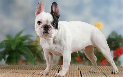 How much are criminals selling dogs for? French Bulldog popularity is a welfare issue that needs to ...