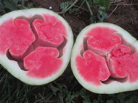 Hollowheart Of Watermelons Purdue University Vegetable Crops Hotline