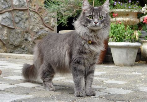 Norwegian Forest Cat Breed — Everything About Cats