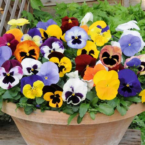 50 Pastel Giant Mixed Pansy Seeds Welldales