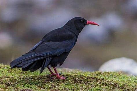 15 Stunning Black Birds With Red Beaks Pictures And Facts