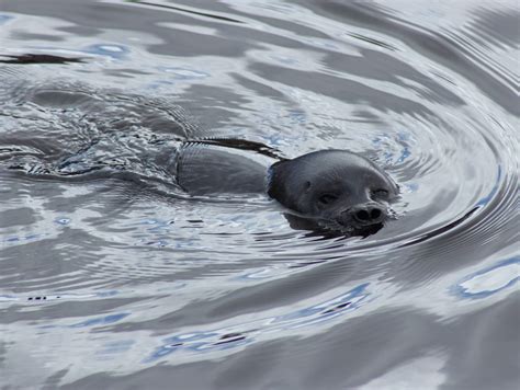 Ringed Seals Characteristics Habitats Reproduction And More