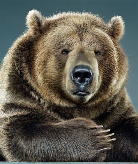 Bear Portraits By Jill Greensberg