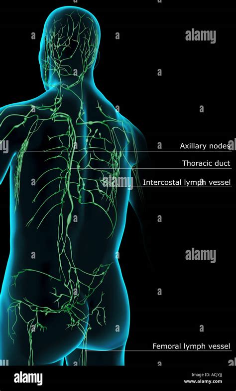 The Lymph Supply Of The Upper Body Stock Photo Alamy