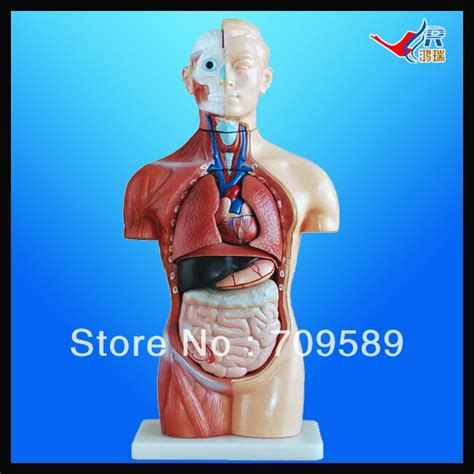 ISO 42CM Sexless Torso With Internal Organs 18 Parts Human Anatomy