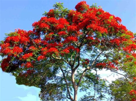 ··· products name artificial palm tree material leaves: Stunning Shade Trees: Royal Poinciana - Box