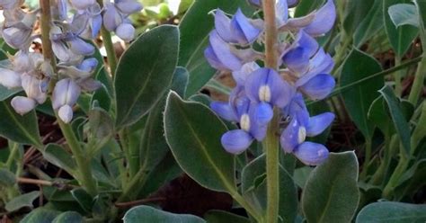Plants and flowers that bloom all summer. Sky-blue lupine, native to the sandhills of South Carolina ...