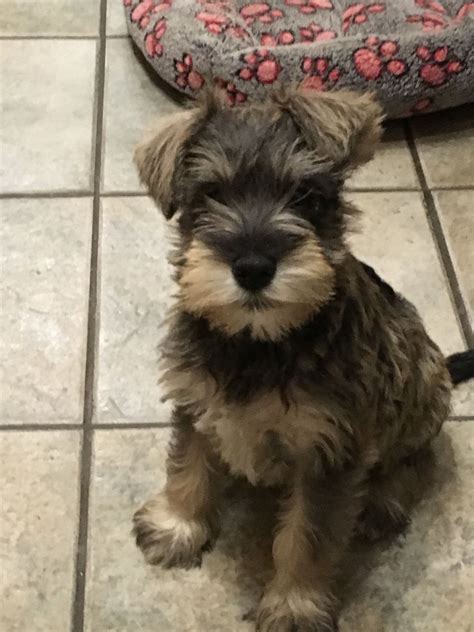 Please visit the puppies available page for pictures of current puppies and information about upcoming litters. Miniature schnauzer puppies for sale | Llandysul, Ceredigion | Pets4Homes